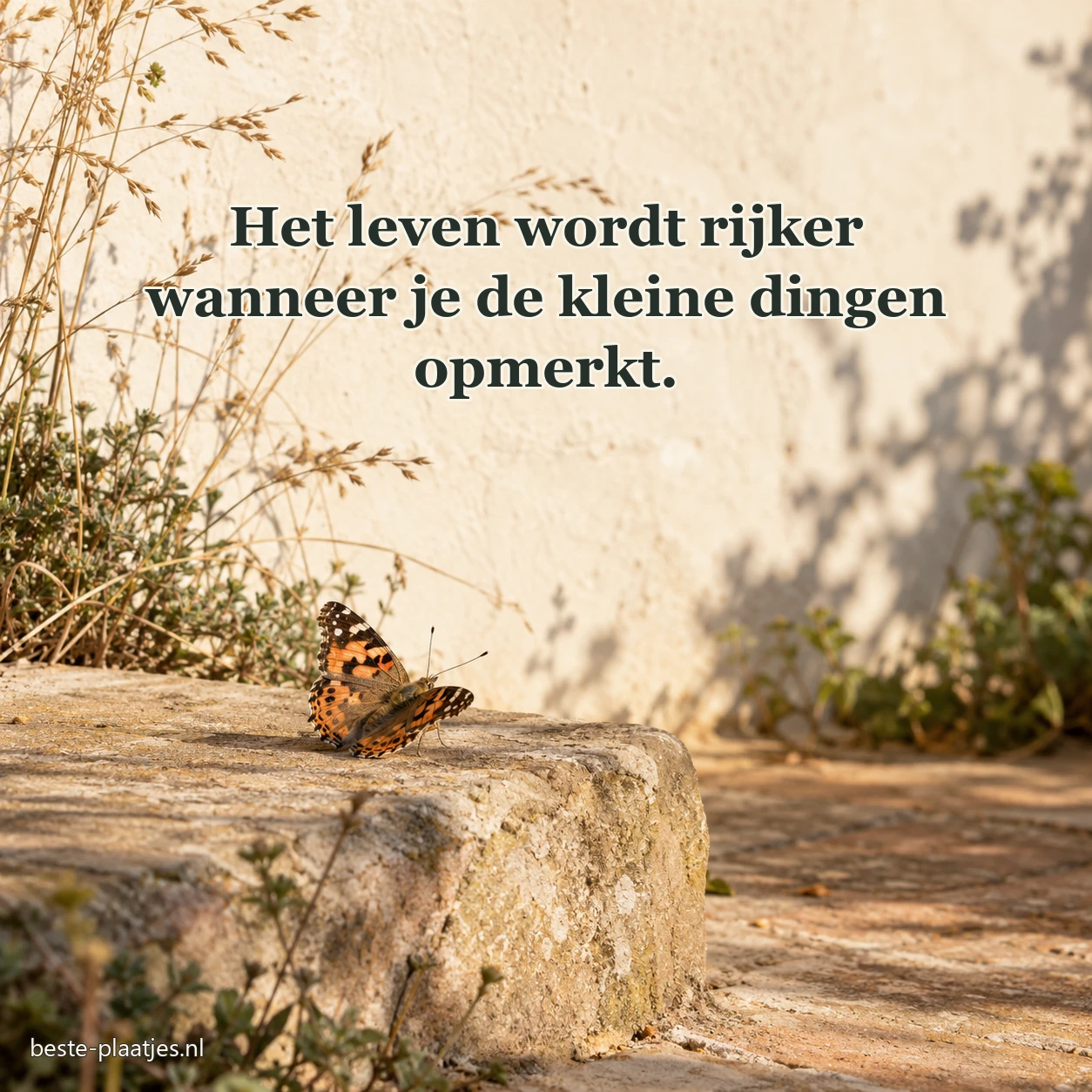 Een vlinder rust op een warme steen tussen droog gras.