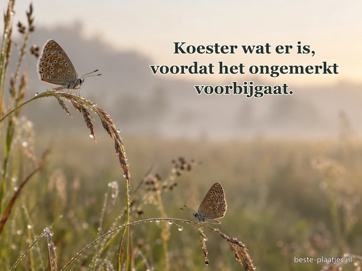 Twee vlinders zitten op vochtige grashalmen met dauw.