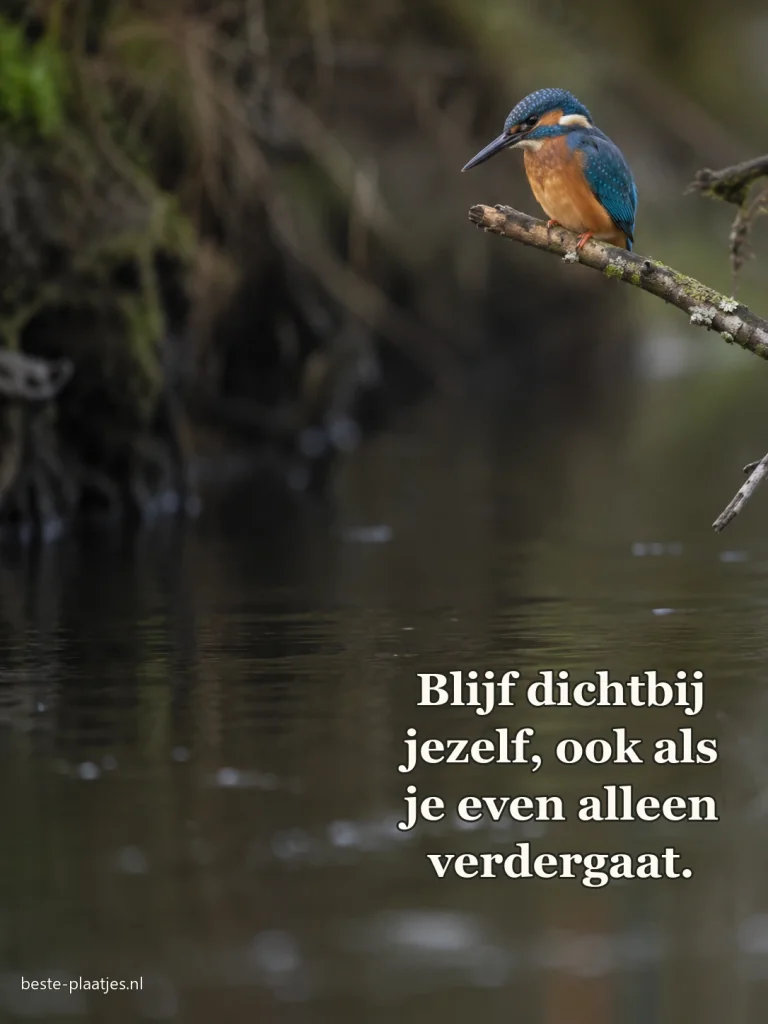 Een ijsvogel zit op een dunne tak boven stil water.