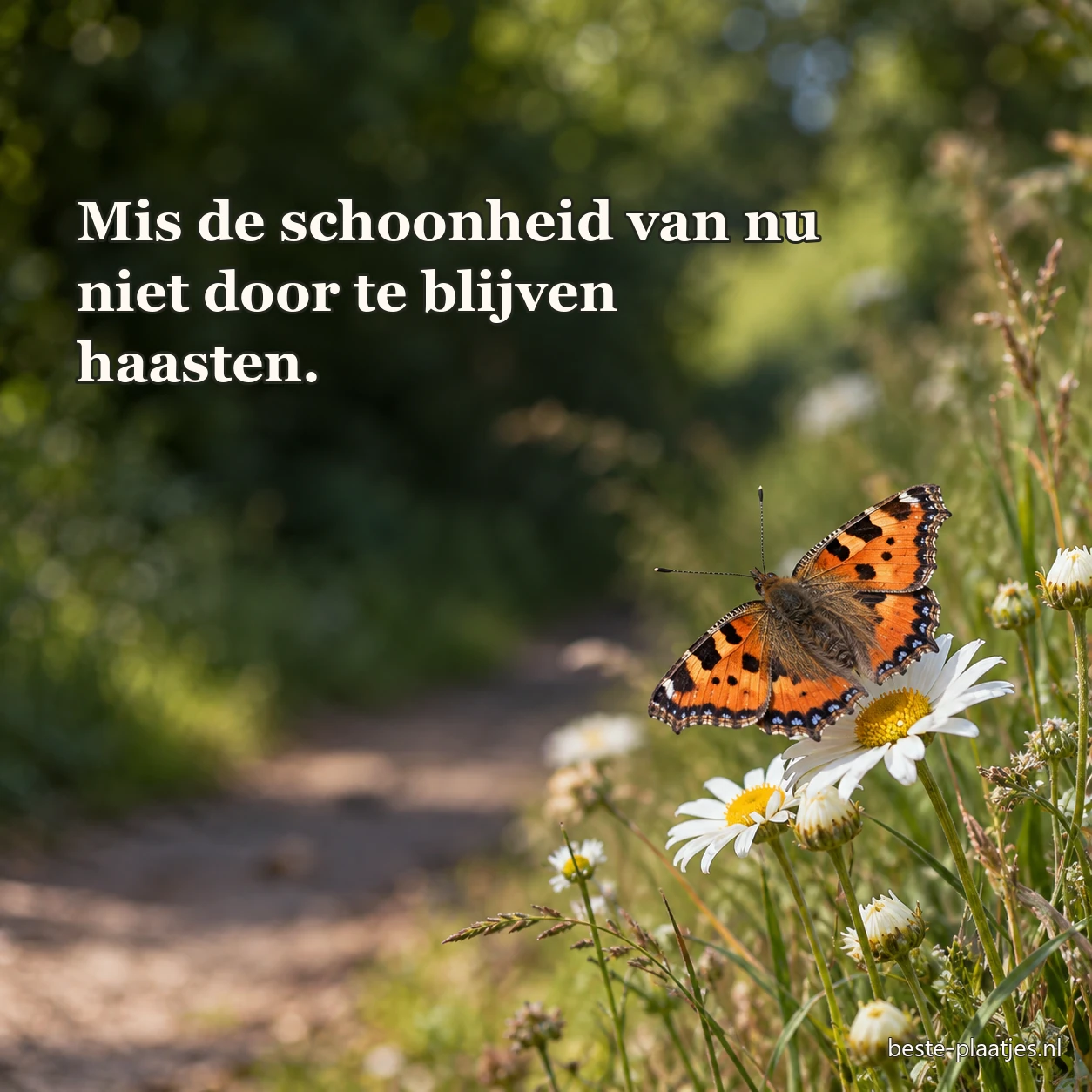 Een oranje vlinder zit op witte madeliefjes in de berm.