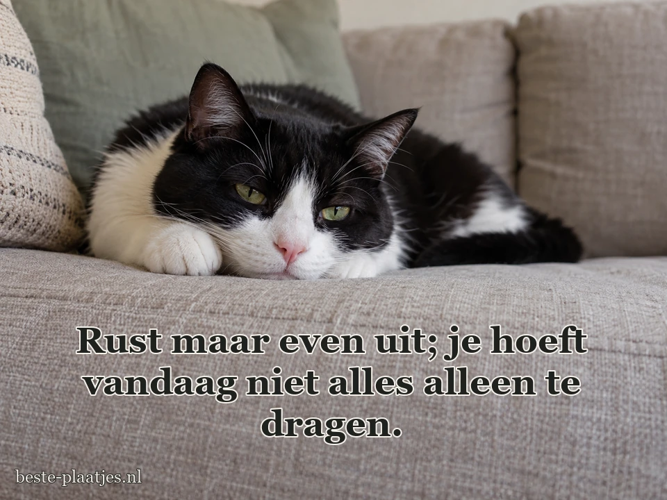 Een zwart-witte kat rust op een lichte linnen bank.