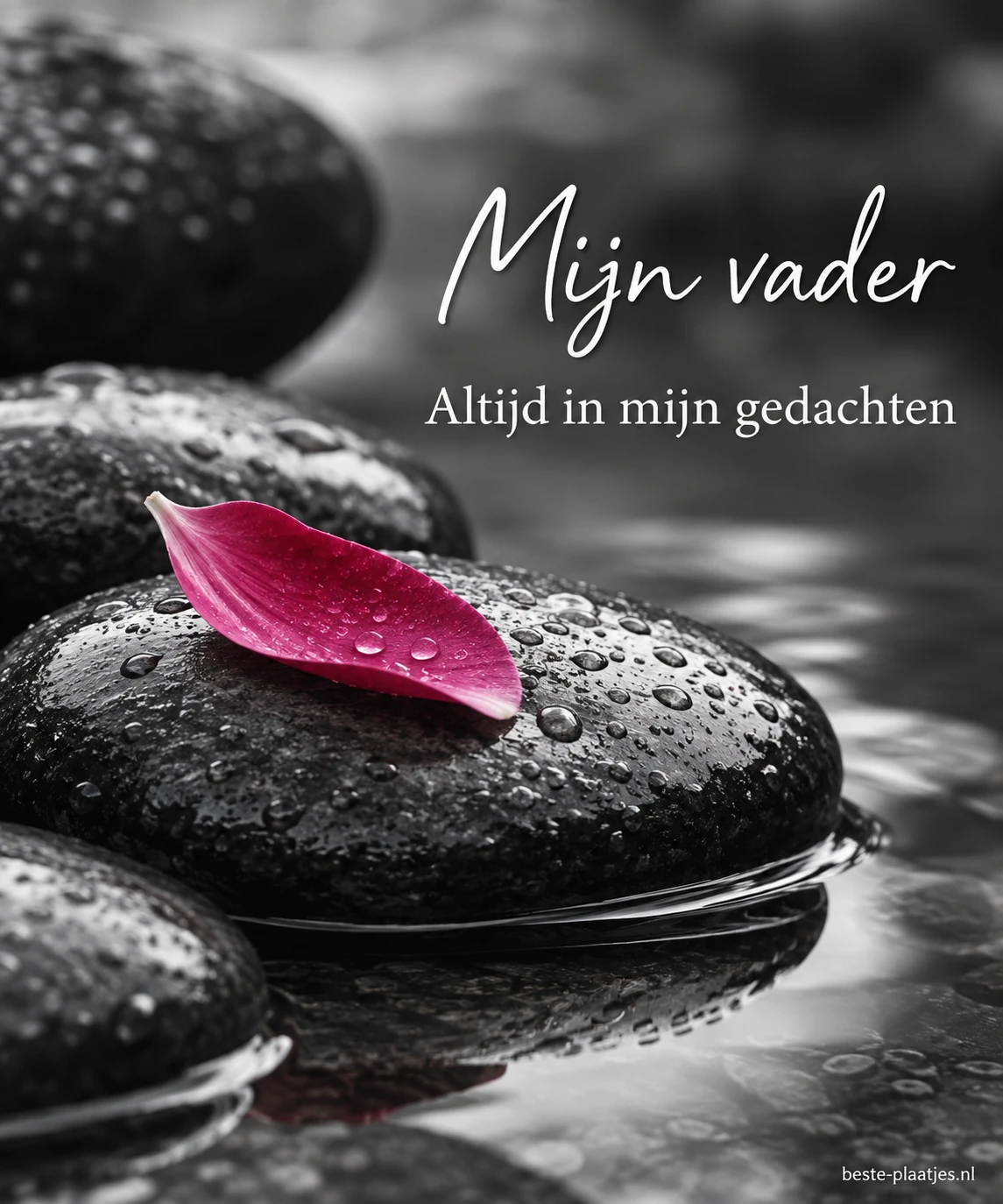 Een roze bloemblaadje ligt op donkere natte stenen.