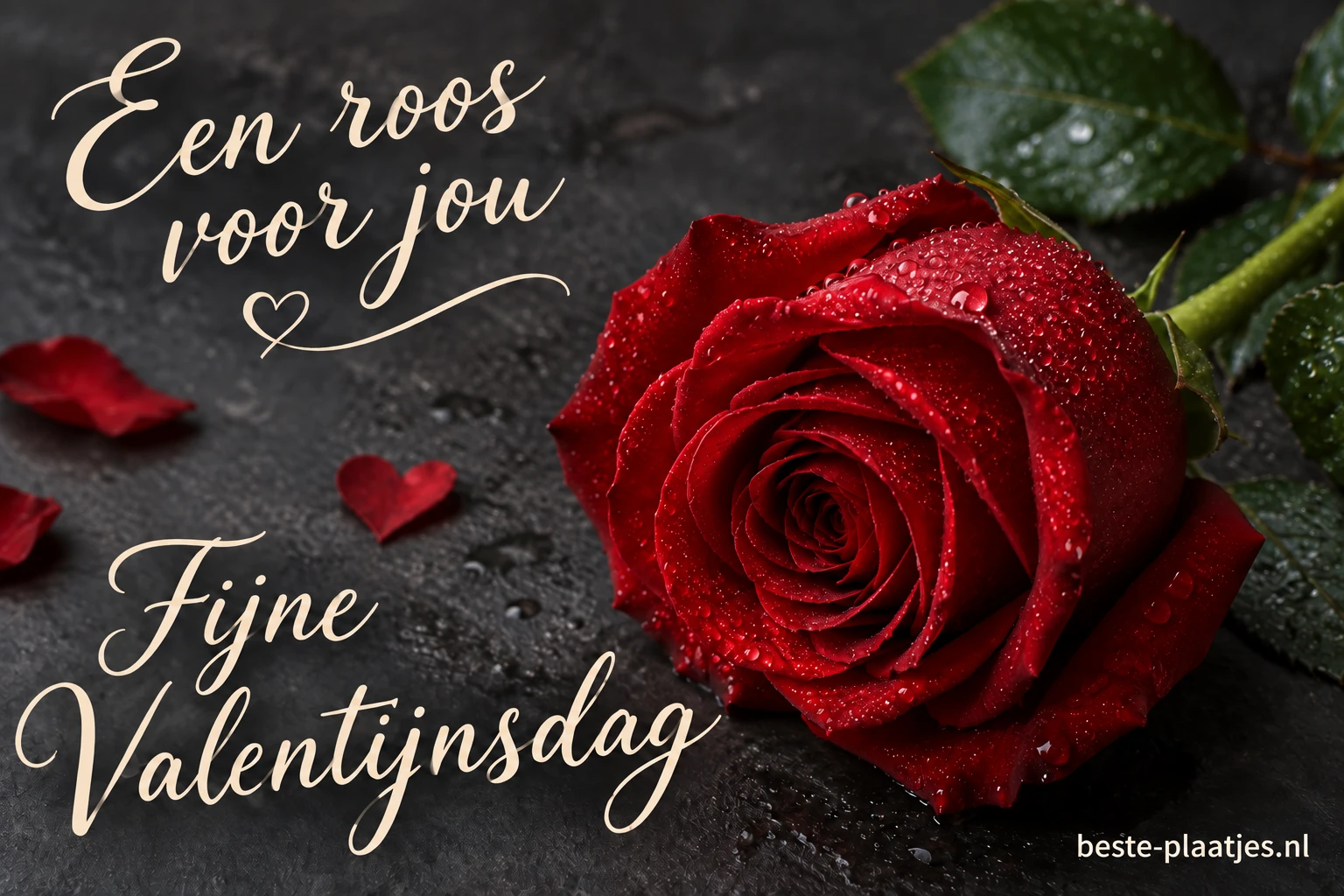 Een rode roos met dauwdruppels ligt op donkere leisteen.
