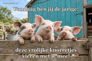 Drie jonge biggetjes kijken over een lage houten omheining.