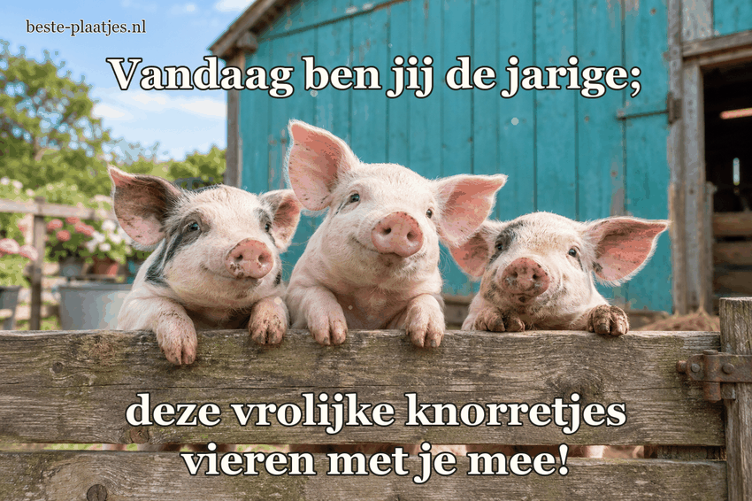 Drie jonge biggetjes kijken over een lage houten omheining.