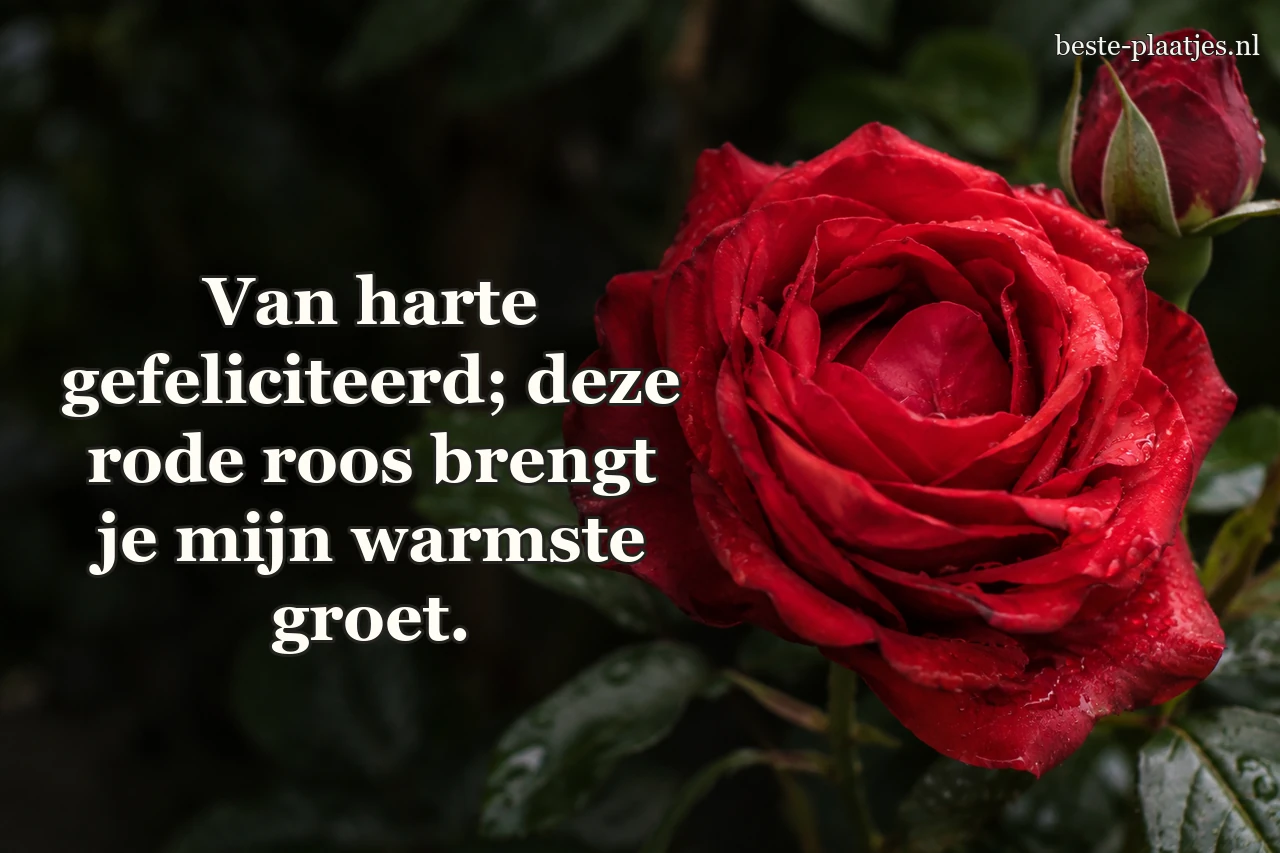 Een volle rode roos en een knop staan tegen een donkere achtergrond.