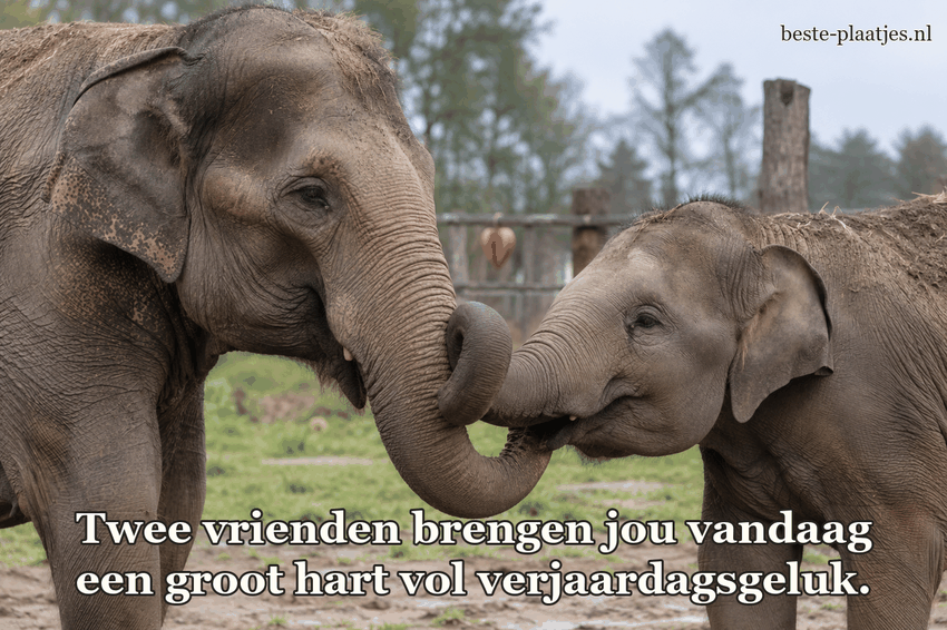Twee olifanten raken elkaars slurf aan bij een natuurreservaat.
