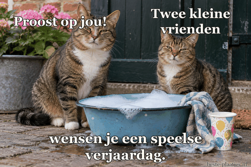 Twee katten zitten naast een blauwe teil met glinsterende zeepbellen.