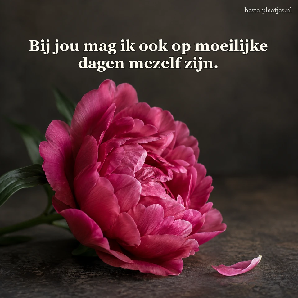 Een grote roze bloem ligt voor een donkere achtergrond.
