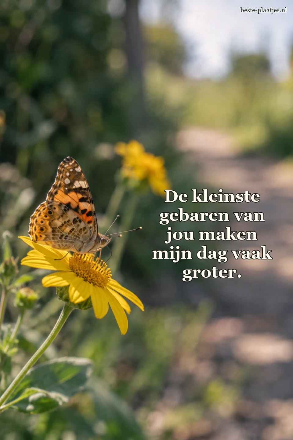 Een vlinder rust op een gele bloem langs een tuinpad.