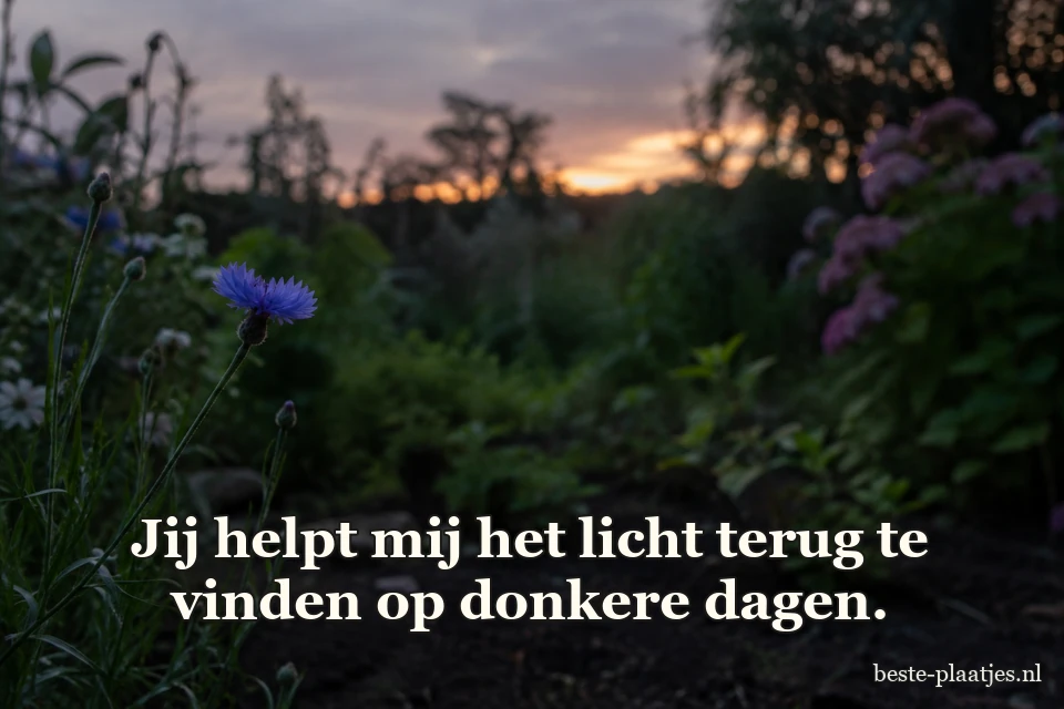 Een kleine blauwe korenbloem bloeit in een tuin bij schemering.