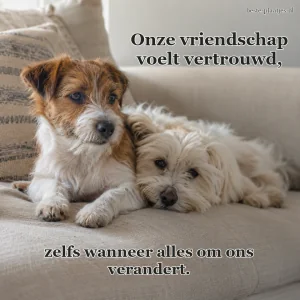 Twee kleine honden rusten dicht tegen elkaar op een linnen bank.