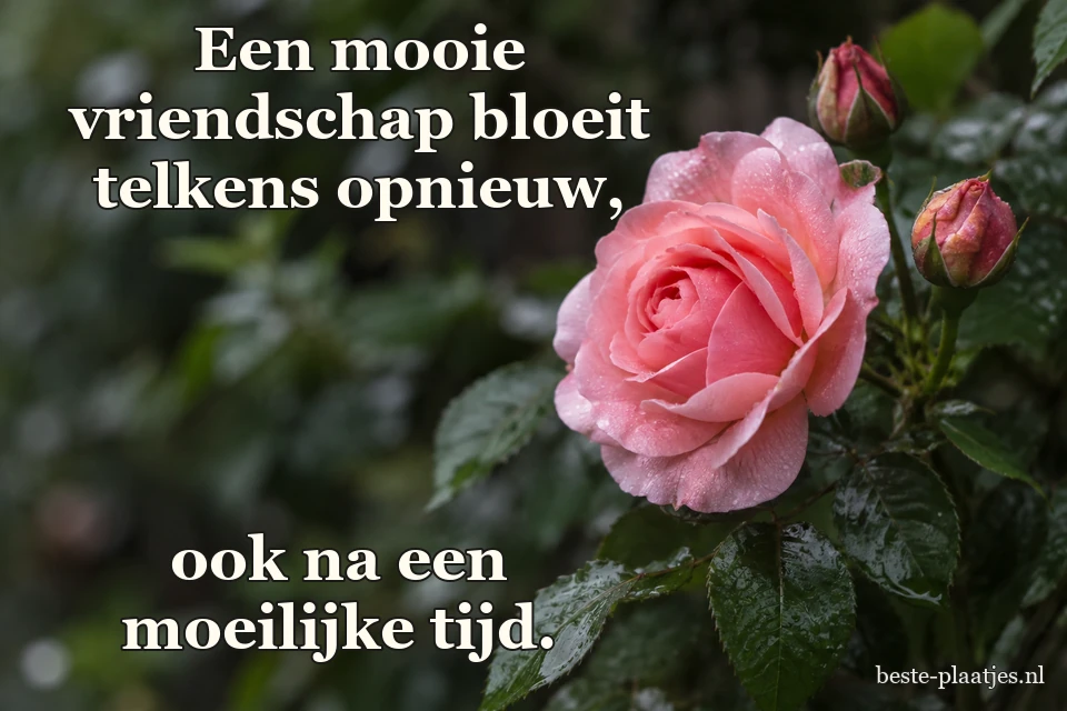 Een roze tuinroos en twee knoppen hangen tussen donkere bladeren.