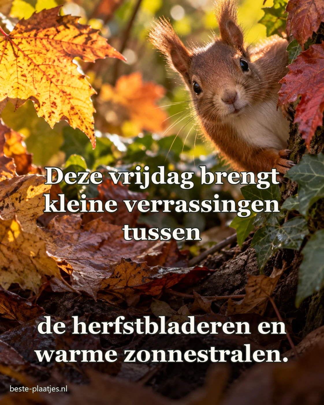Een eekhoorn kijkt tussen herfstbladeren nieuwsgierig naar de camera.