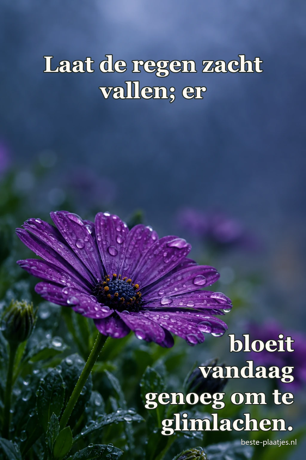 Een paarse bloem draagt regendruppels tegen een koele blauwe achtergrond.