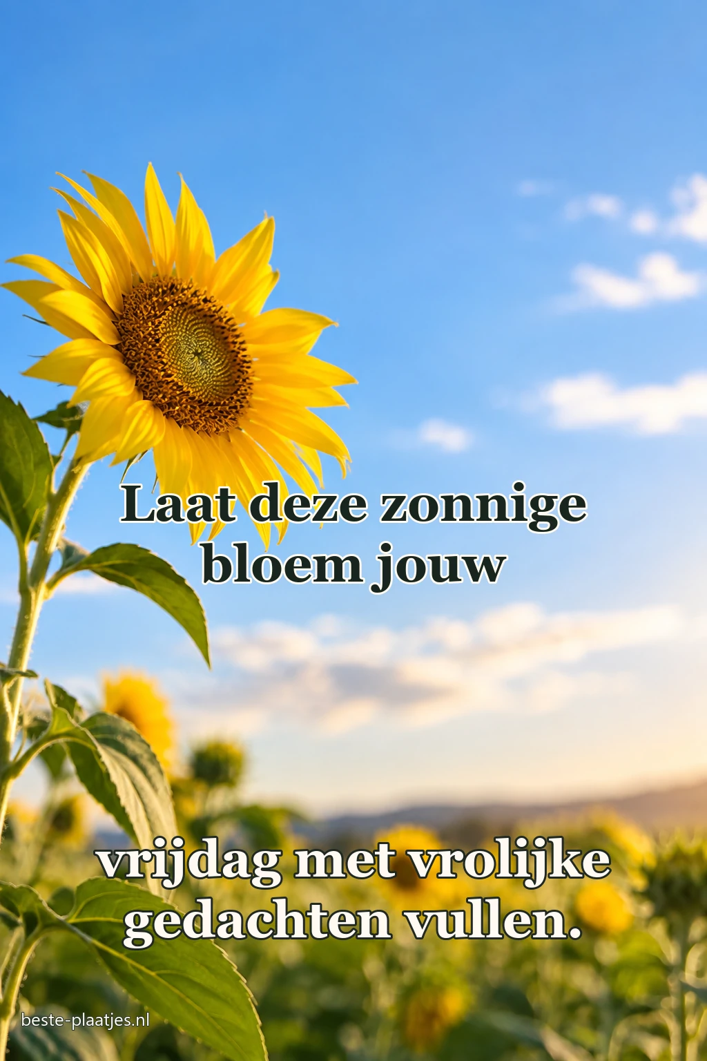 Een zonnebloem draait naar het licht tegen een blauwe lucht.