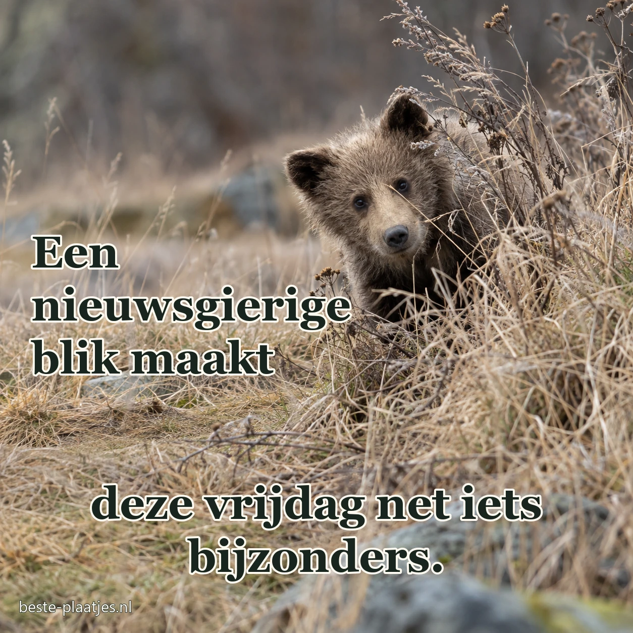 Een jonge beer kijkt tussen droog gras op een open veld.