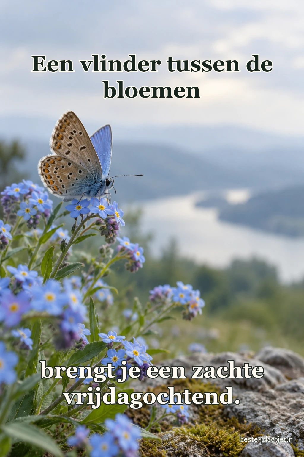 Een vlinder rust op blauwe bloemen aan een berghelling. Een vlinder rust op blauwe bloemen aan een berghelling.