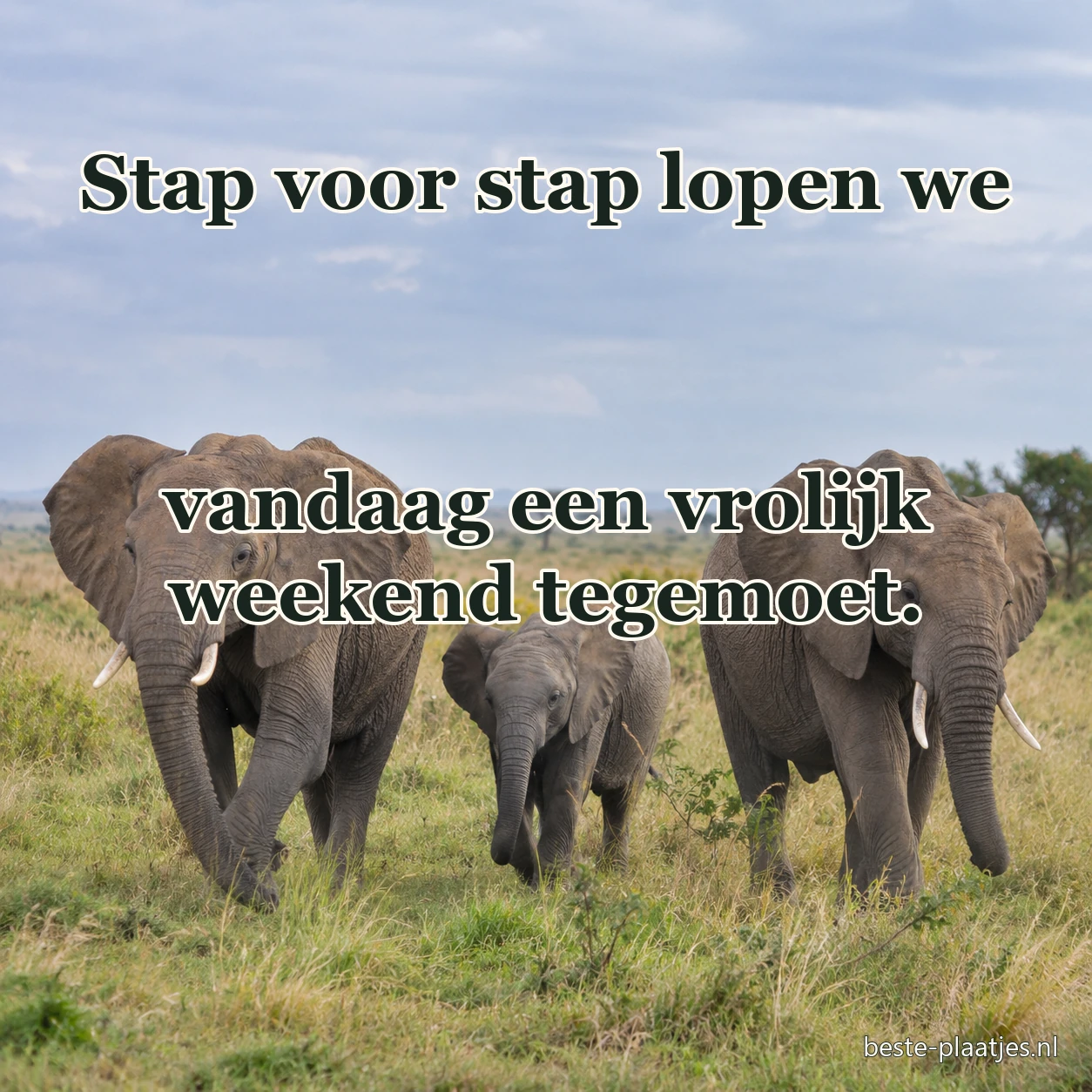 Drie olifanten lopen met hun jong door het savannegras. Drie olifanten lopen met hun jong door het savannegras.