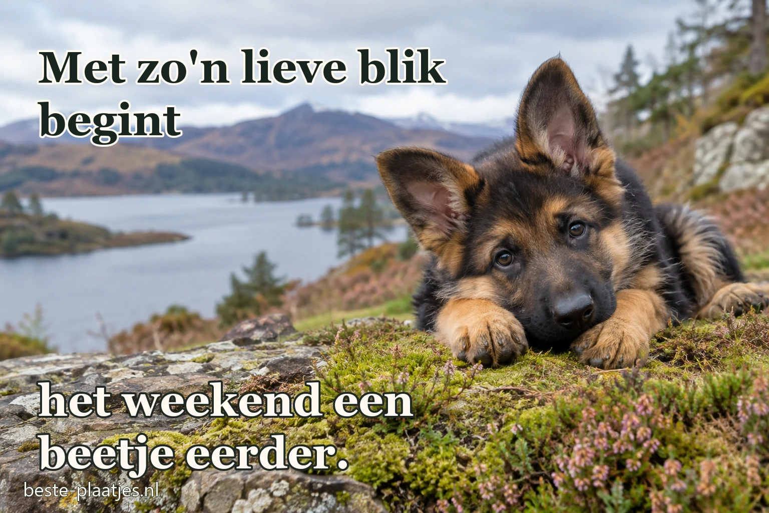 Een herdershondpup kijkt nieuwsgierig over een houten hek. Een herdershondpup kijkt nieuwsgierig over een houten hek.