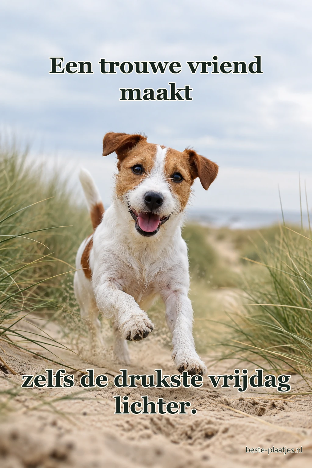 Een kleine hond rent vrolijk over een zandpad aan zee. Een kleine hond rent vrolijk over een zandpad aan zee.