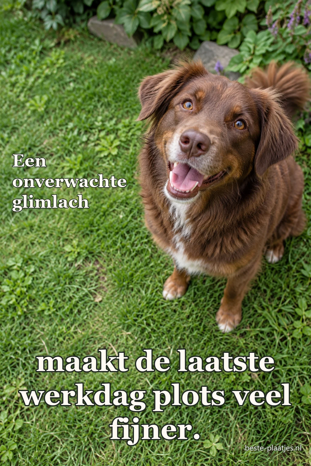 Een bruine hond kijkt lachend omhoog in een groene tuin. Een bruine hond kijkt lachend omhoog in een groene tuin.