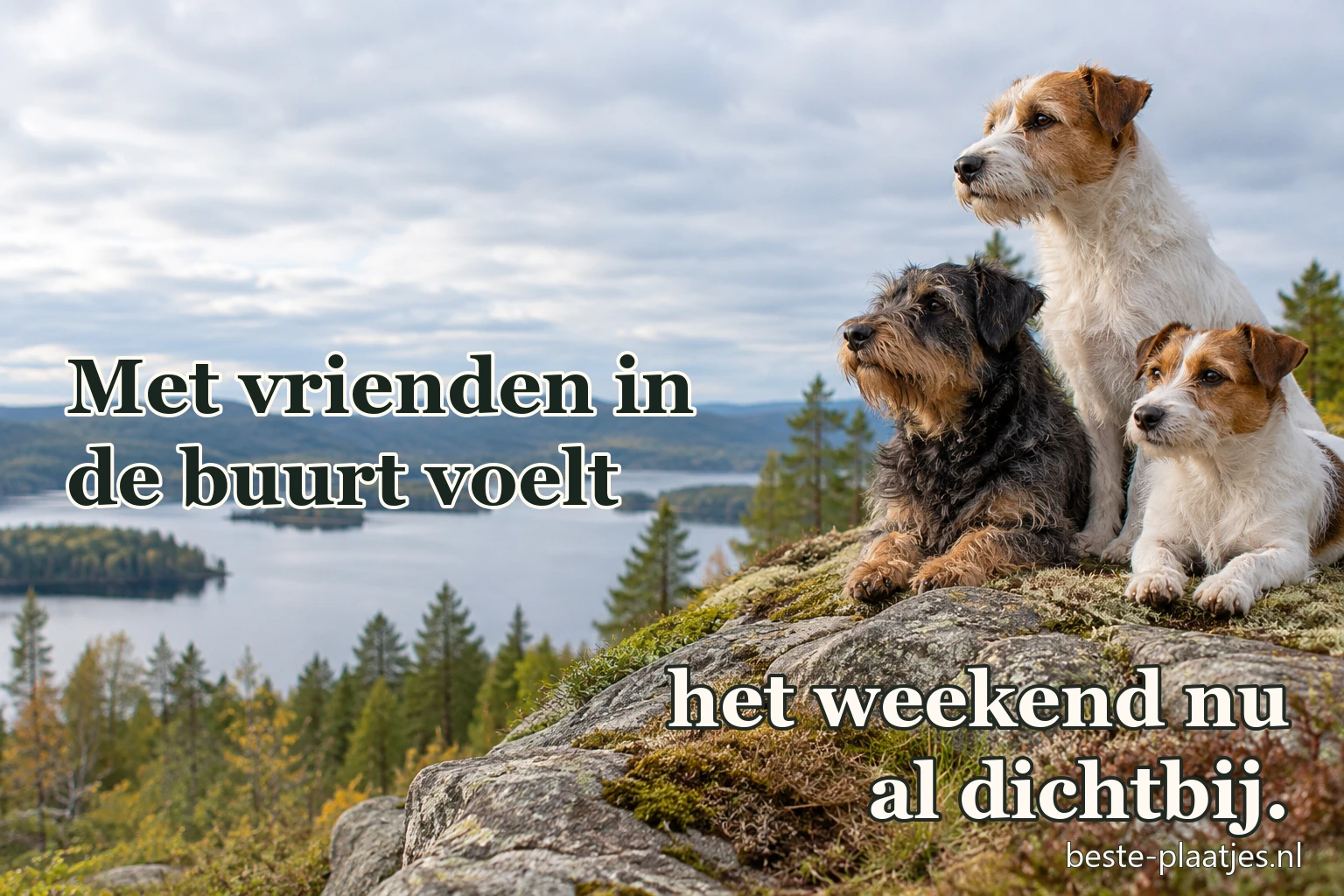 Drie honden zitten samen op een rots boven een groot meer. Drie honden zitten samen op een rots boven een groot meer.