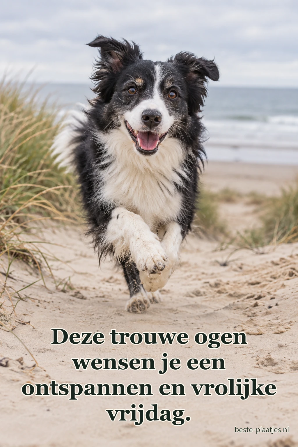 Een zwart-witte hond rent vrolijk over een zandpad bij zee. Een zwart-witte hond rent vrolijk over een zandpad bij zee.