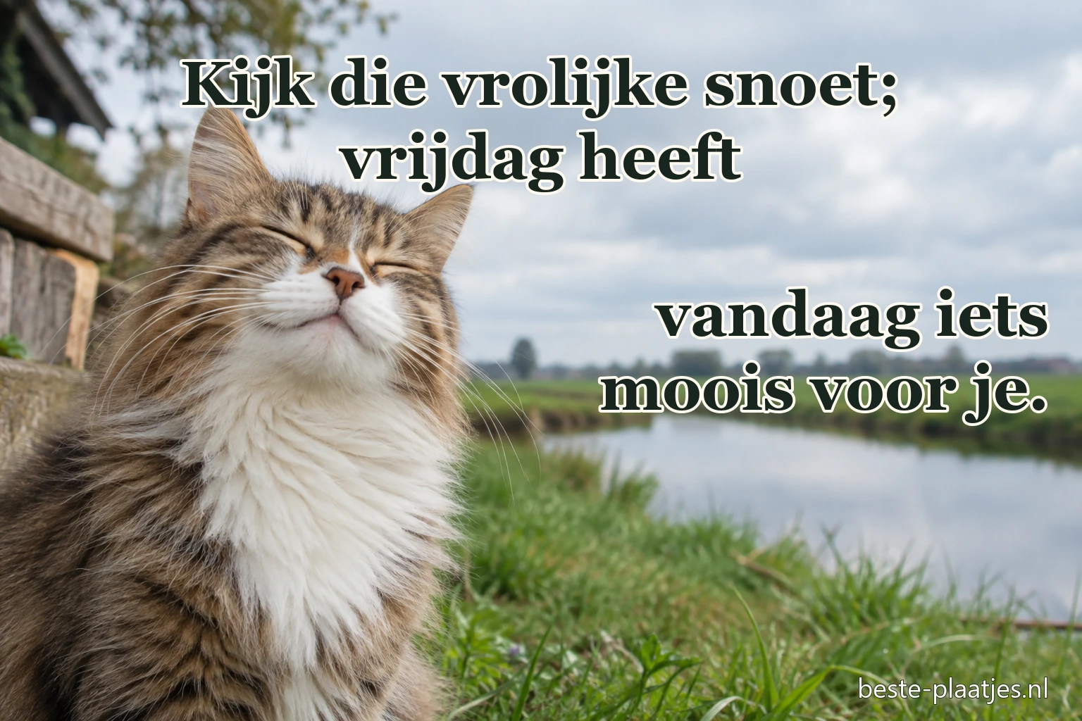 Een pluizige kat kijkt vrolijk naar de camera. Een pluizige kat kijkt vrolijk naar de camera.