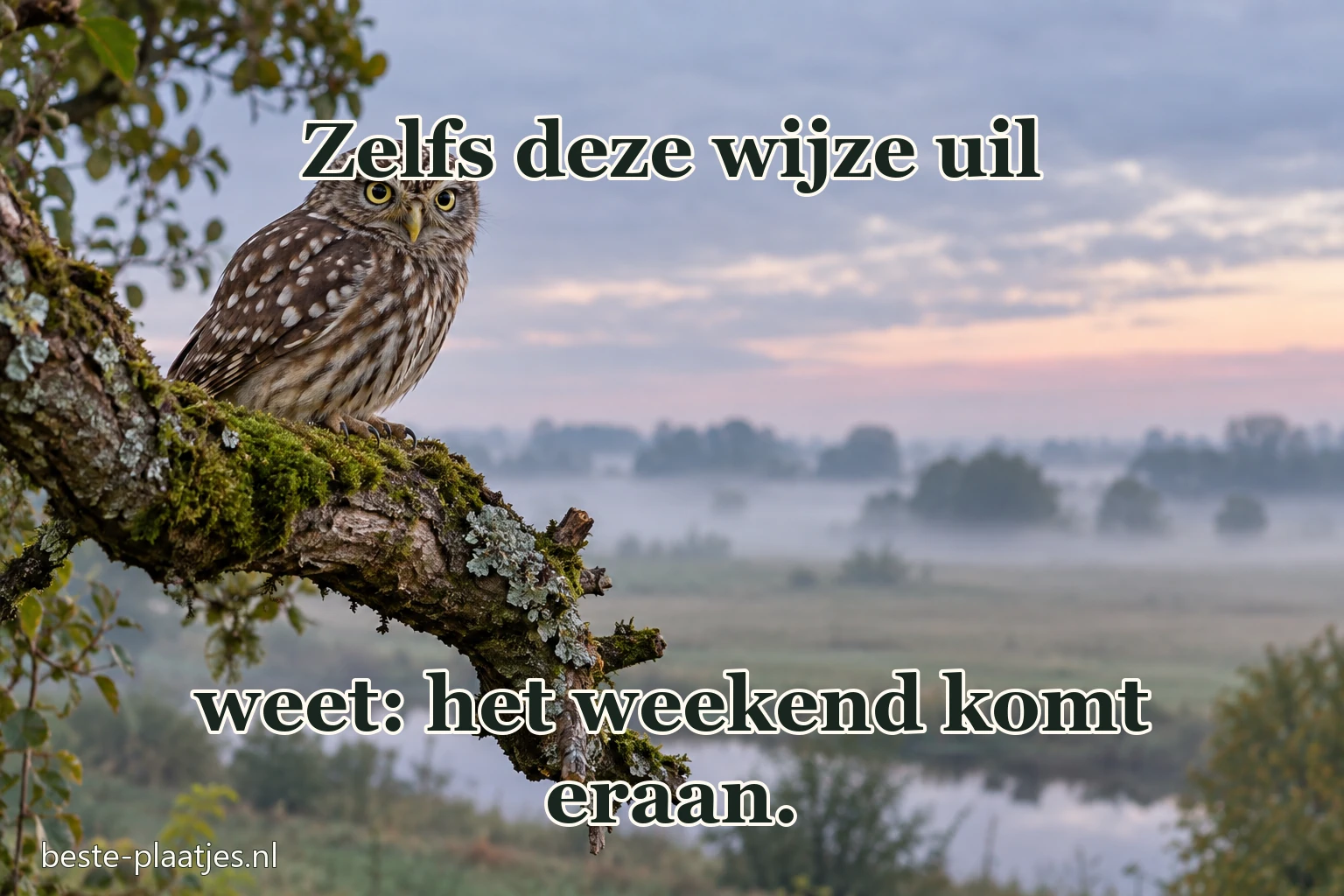 Een kleine uil zit op een bemoste tak in de ochtend. Een kleine uil zit op een bemoste tak in de ochtend.