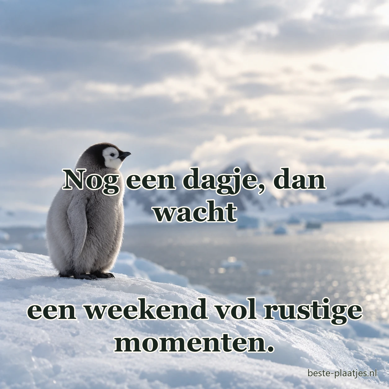 Een pinguïnkuiken staat alleen op de rand van het poolijs. Een pinguïnkuiken staat alleen op de rand van het poolijs.