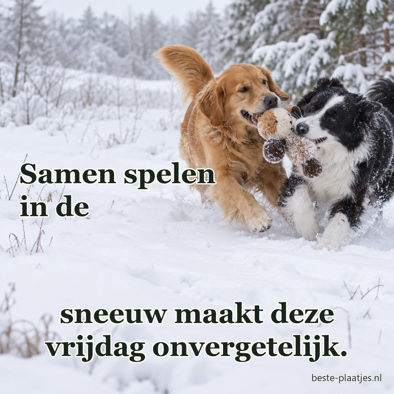 Twee honden spelen met een knuffel in de sneeuw. Twee honden spelen met een knuffel in de sneeuw.