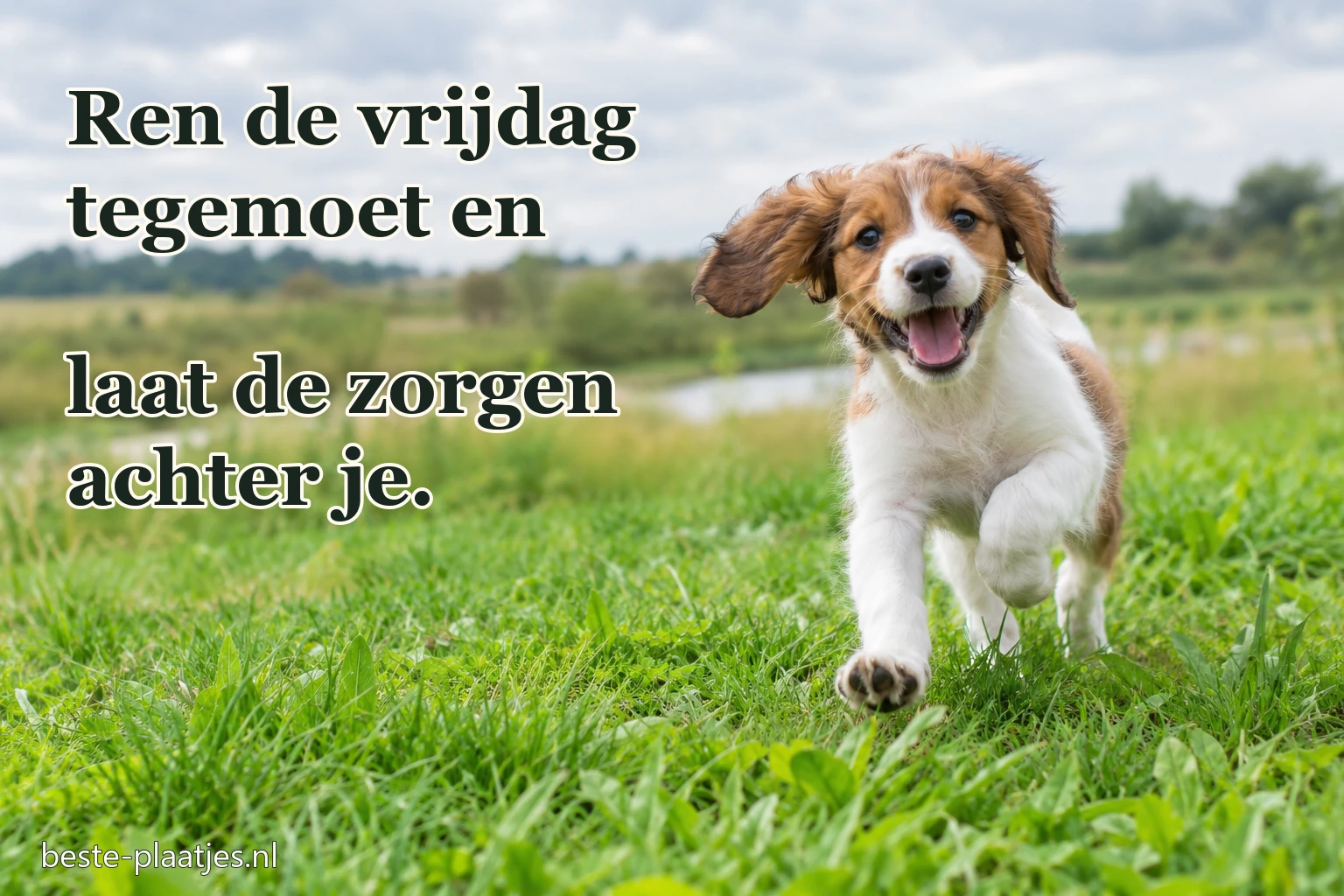 Een vrolijke pup rent door het frisse gras. Een vrolijke pup rent door het frisse gras.