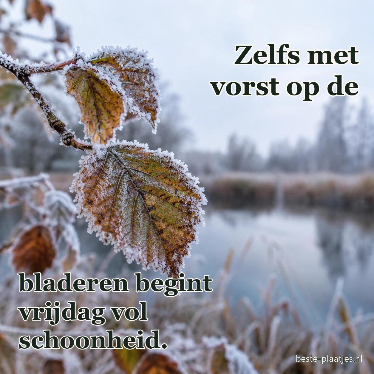 Rijp ligt op groene bladeren in een rustige wintertuin. Rijp ligt op groene bladeren in een rustige wintertuin.