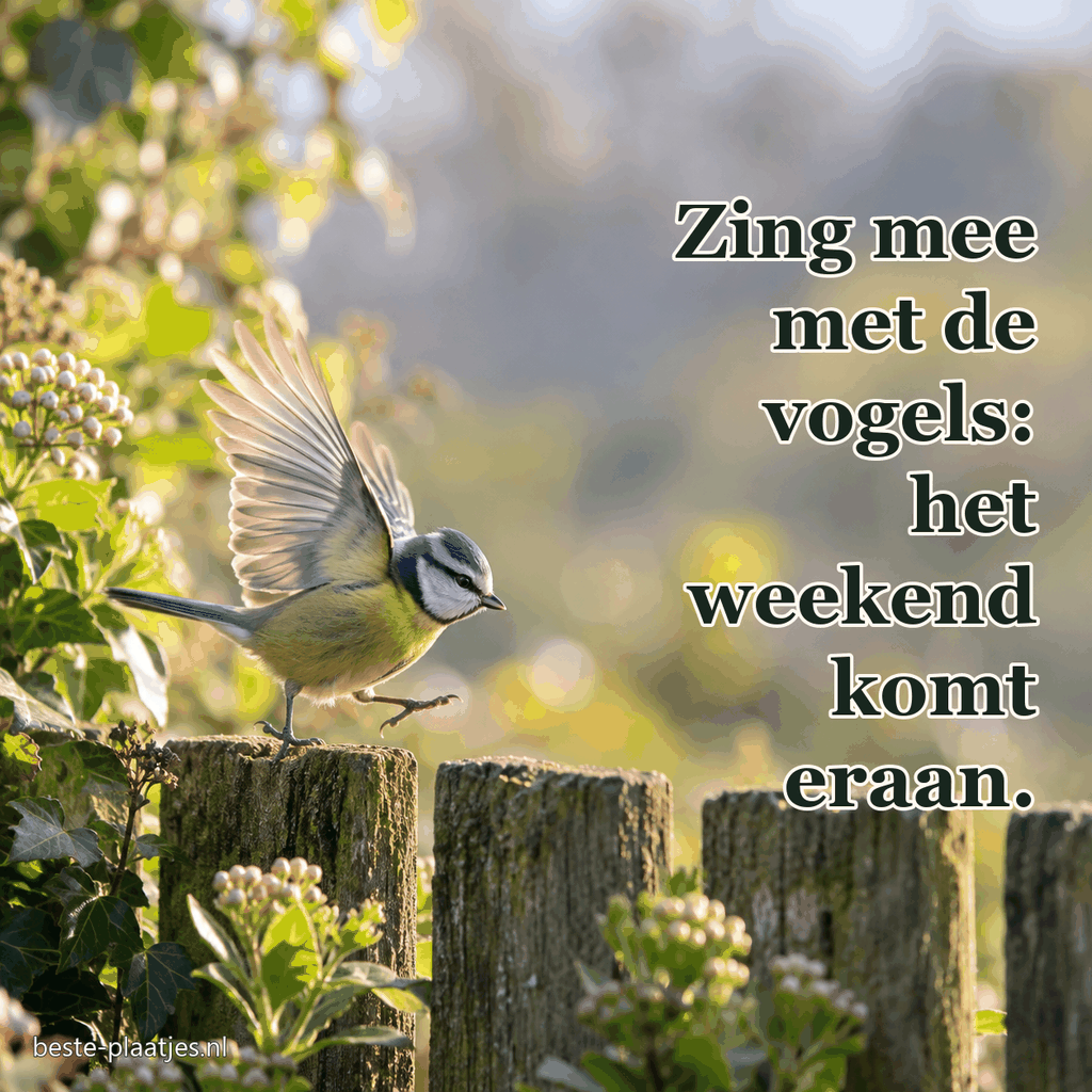Een kleine zangvogel hupt met opgetilde vleugels op een tuinhek. Een kleine zangvogel hupt met opgetilde vleugels op een tuinhek.