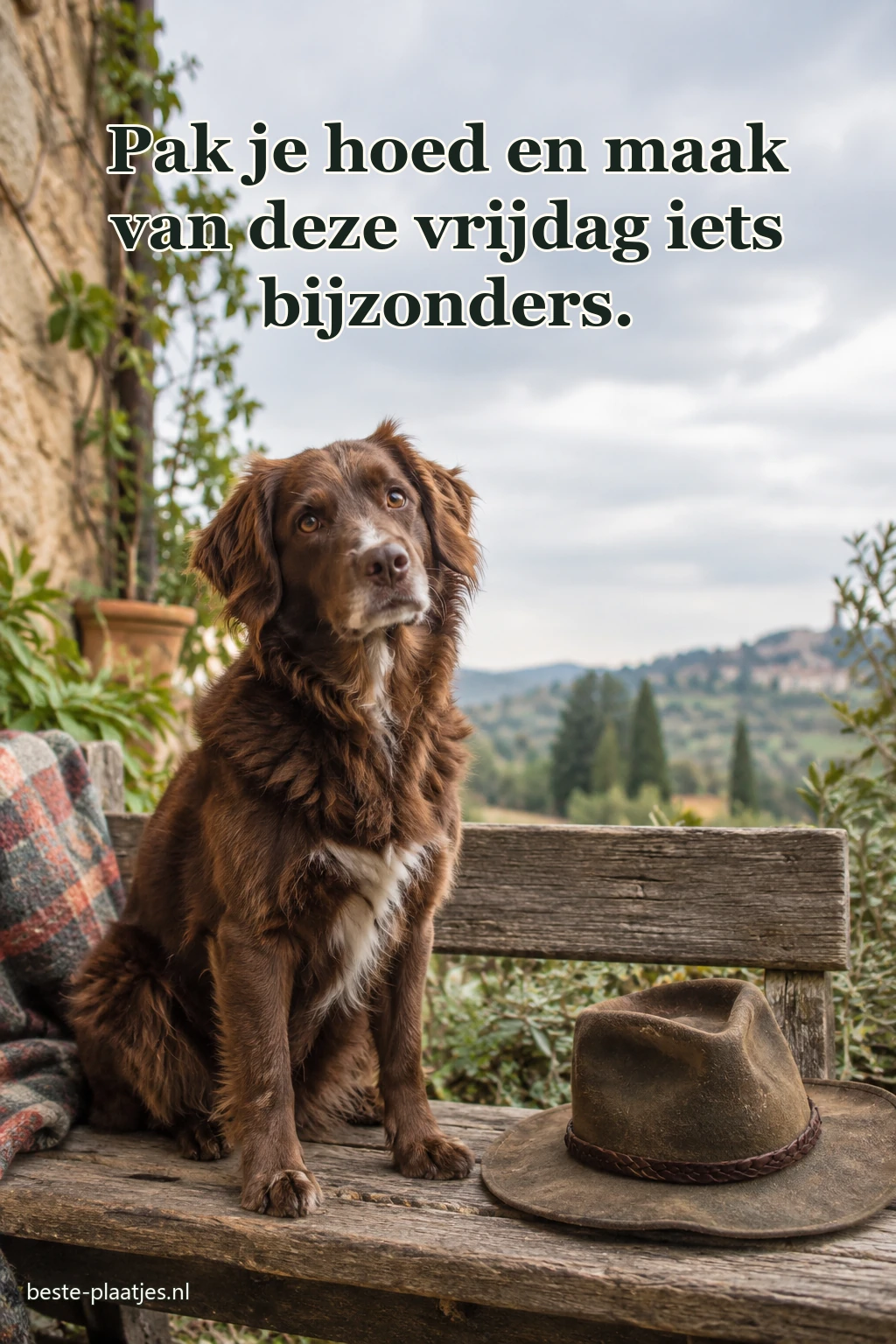 Een bruine hond zit naast een oude hoed op een bank. Een bruine hond zit naast een oude hoed op een bank.
