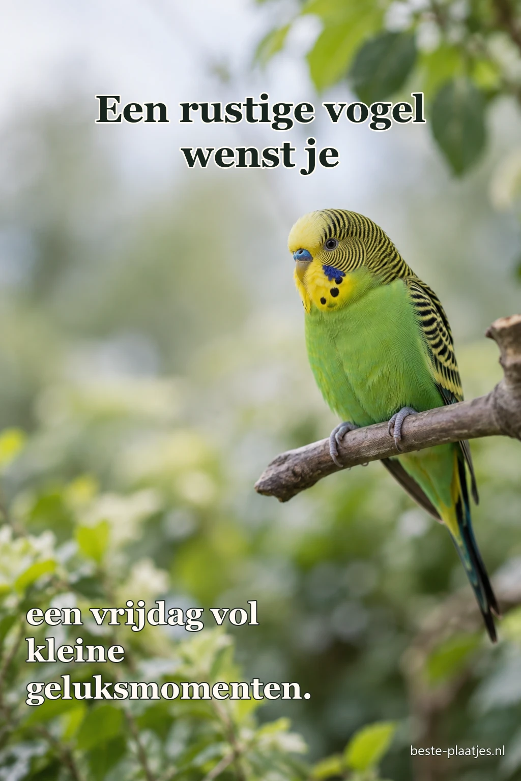 Een blauwe parkiet zit rustig op een houten tak. Een blauwe parkiet zit rustig op een houten tak.