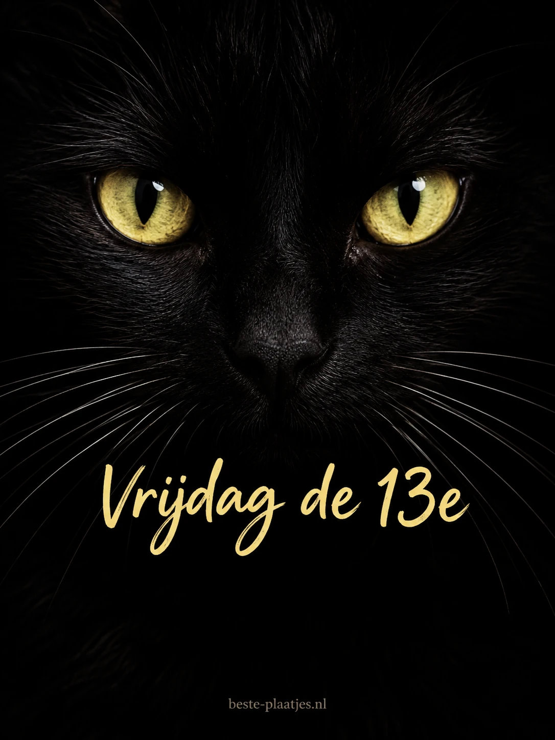 Gele kattenogen en fijne snorharen komen tevoorschijn uit een donkere vrijdagkaart.