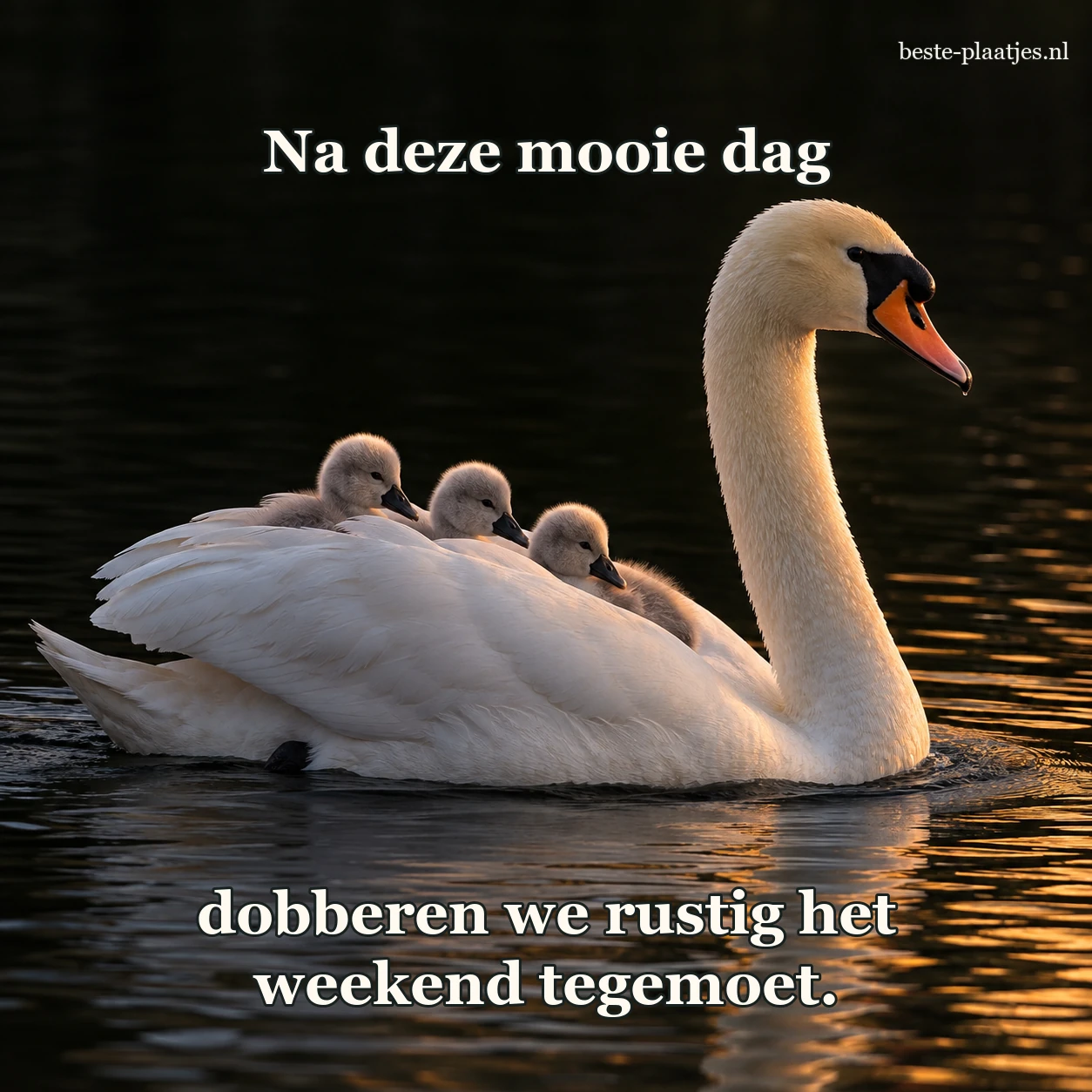 Een zwaan zwemt met drie jongen over donker water.