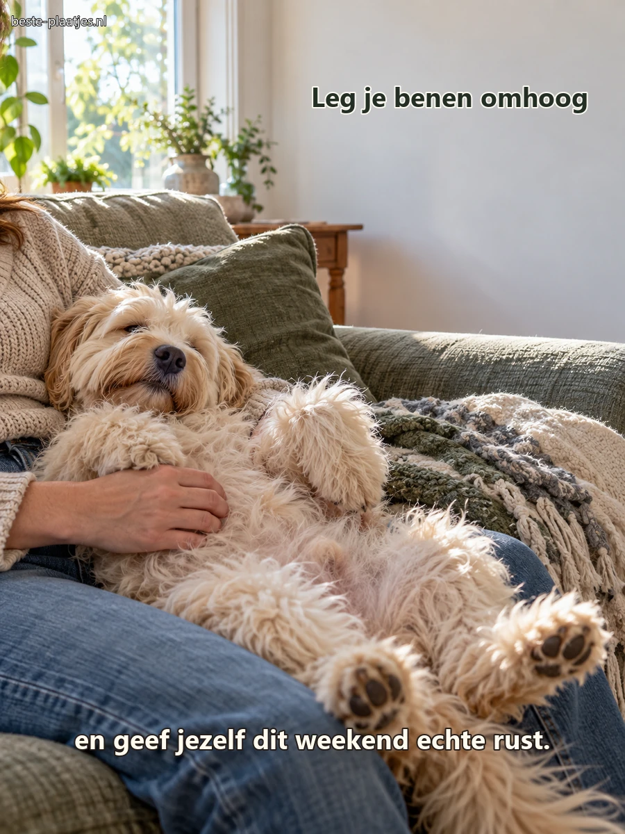 Een ruwharige hond ligt ontspannen op iemands schoot bij het raam.