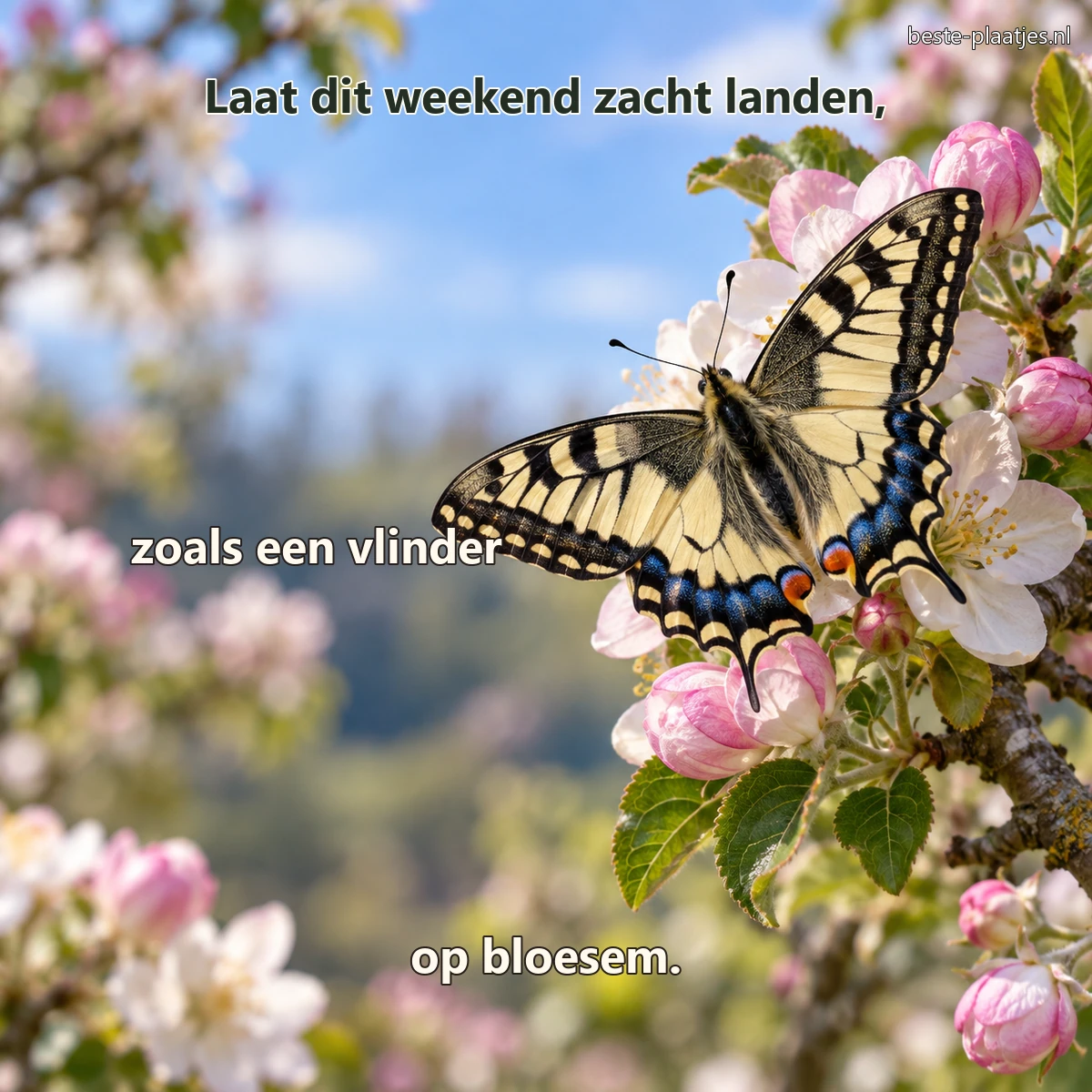 Een koninginnenpage rust met geopende vleugels op een bloeiende appeltak. Een koninginnenpage rust met geopende vleugels op een bloeiende appeltak.