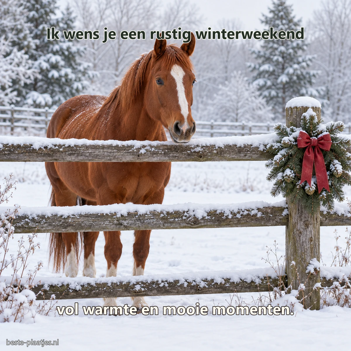 Een kastanjebruin paard staat achter een besneeuwd hek met een eenvoudige kerstkrans. Een kastanjebruin paard staat achter een besneeuwd hek met een eenvoudige kerstkrans.