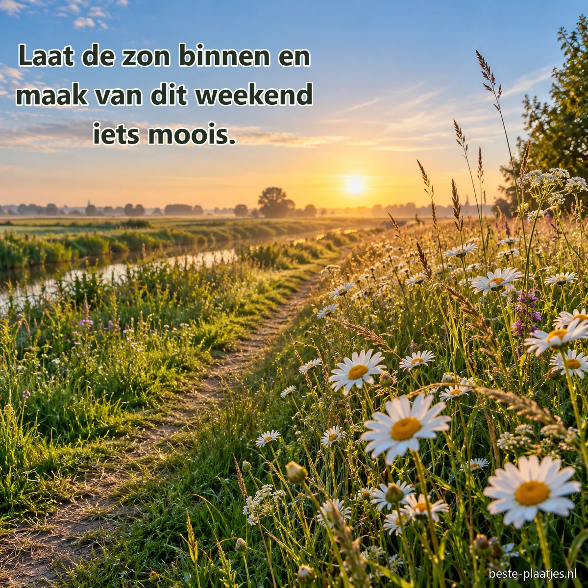 Een smal pad loopt tussen madeliefjes naar een zonnige horizon. Een smal pad loopt tussen madeliefjes naar een zonnige horizon.