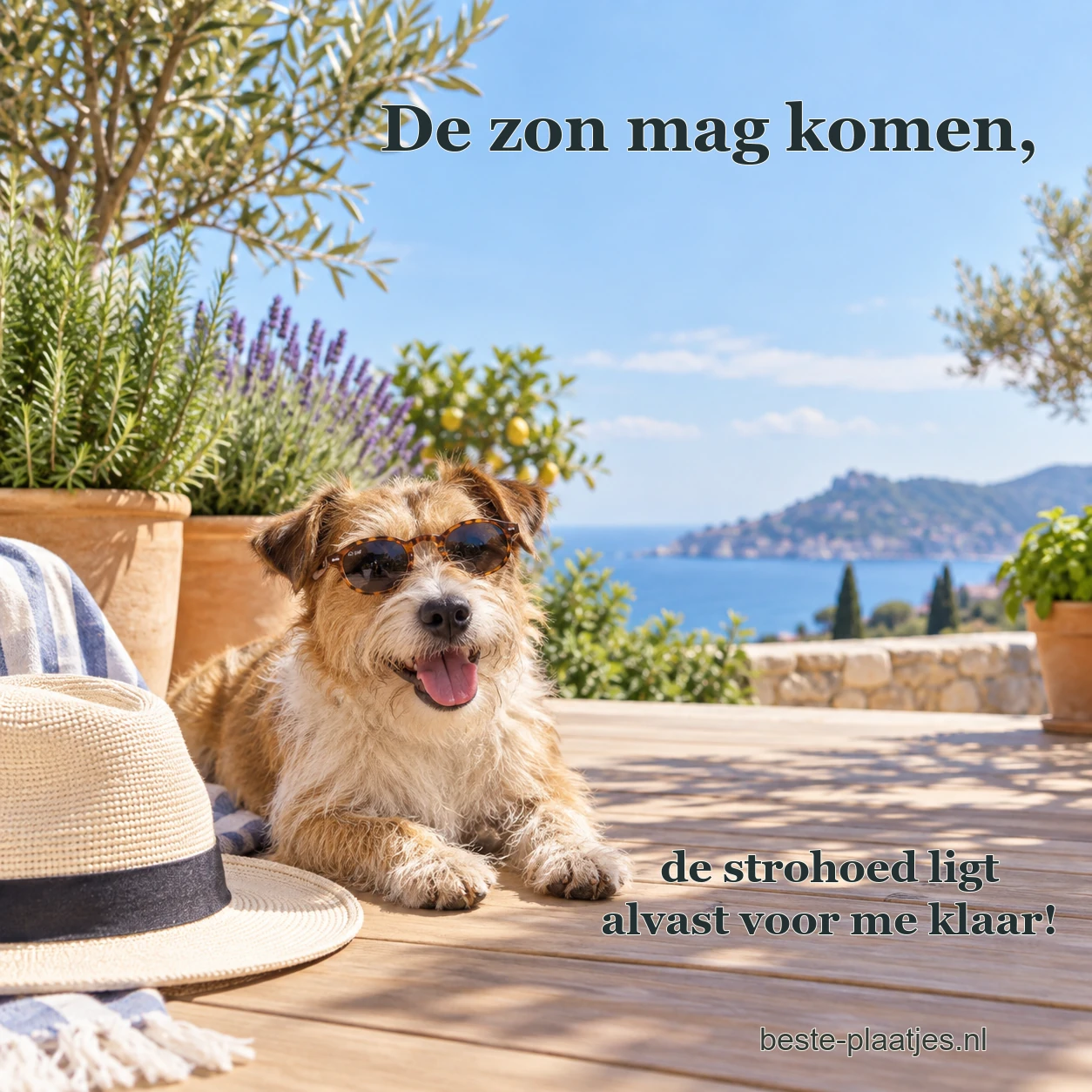 Een ruwharige terriër ligt naast een strohoed op een zonnig terras aan zee.