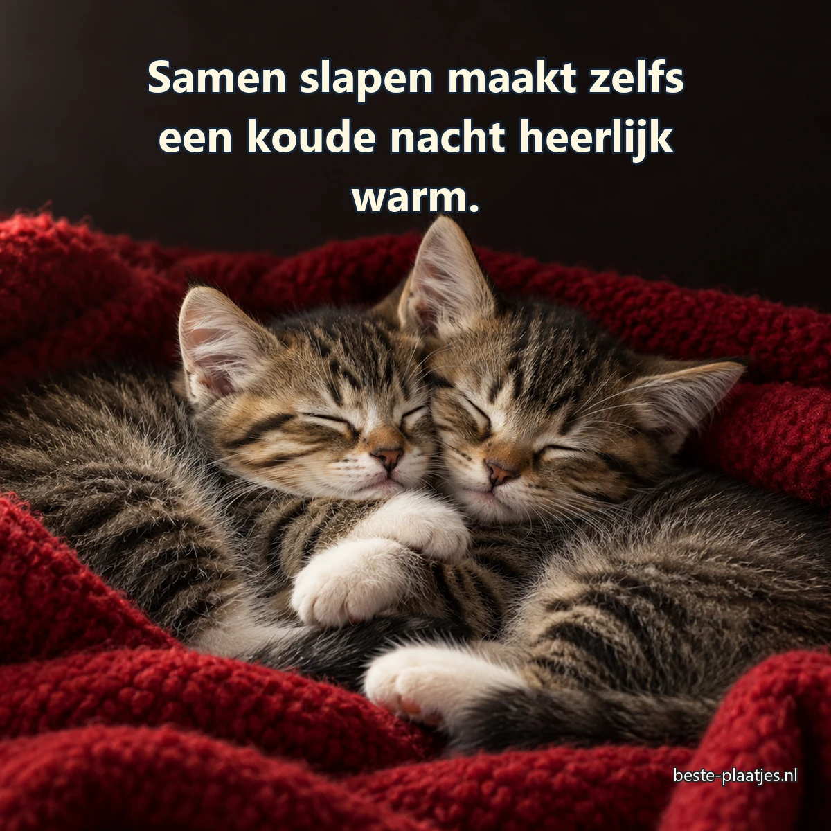 Twee kleine kittens liggen samen te slapen in een rode wollen deken.