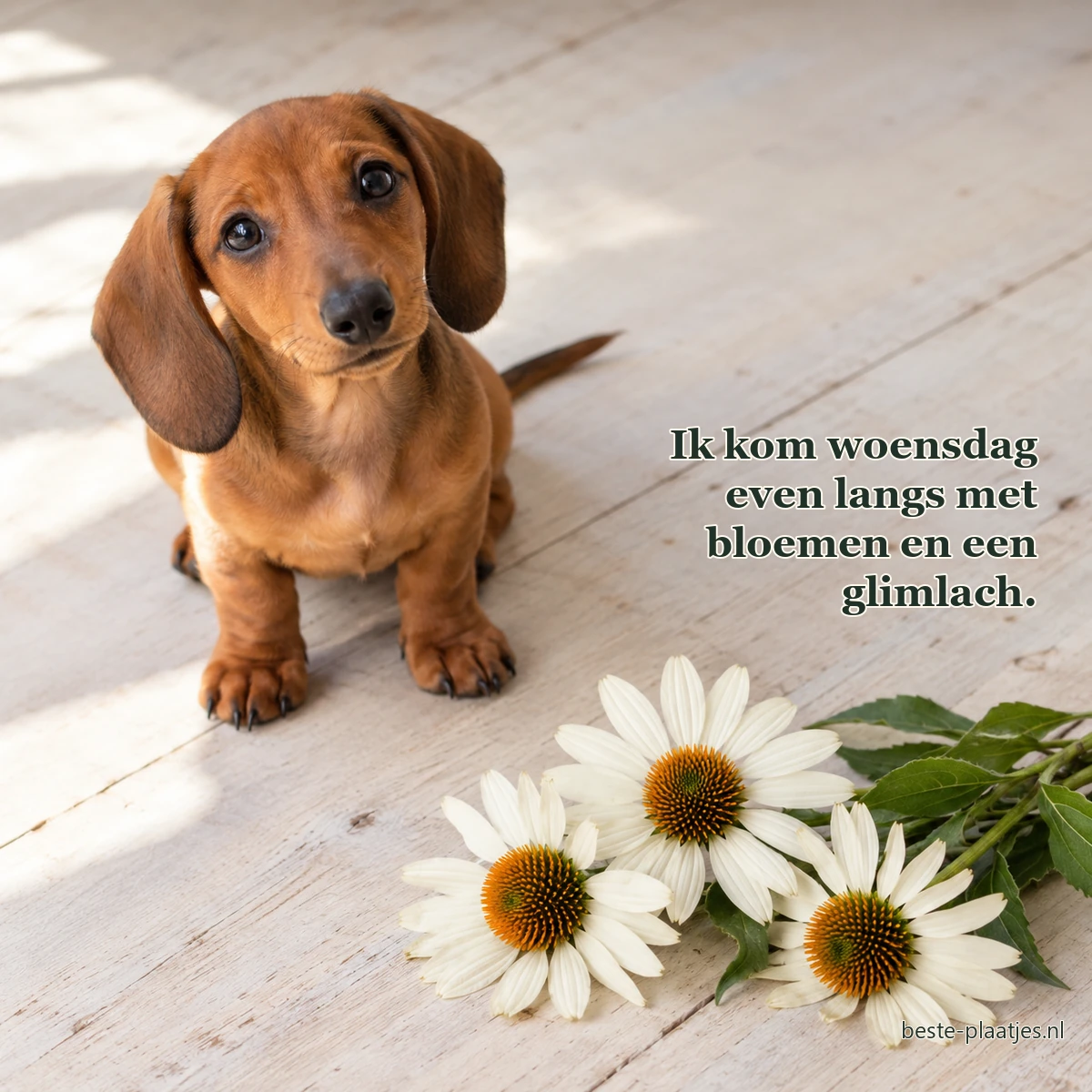 Een teckelpup zit naast drie witte zonnehoedbloemen op een houten vloer. Een teckelpup zit naast drie witte zonnehoedbloemen op een houten vloer.