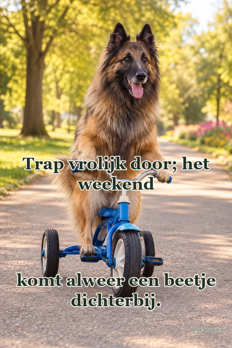Een herdershond rijdt voorzichtig op een blauwe driewieler in het park. Een herdershond rijdt voorzichtig op een blauwe driewieler in het park.