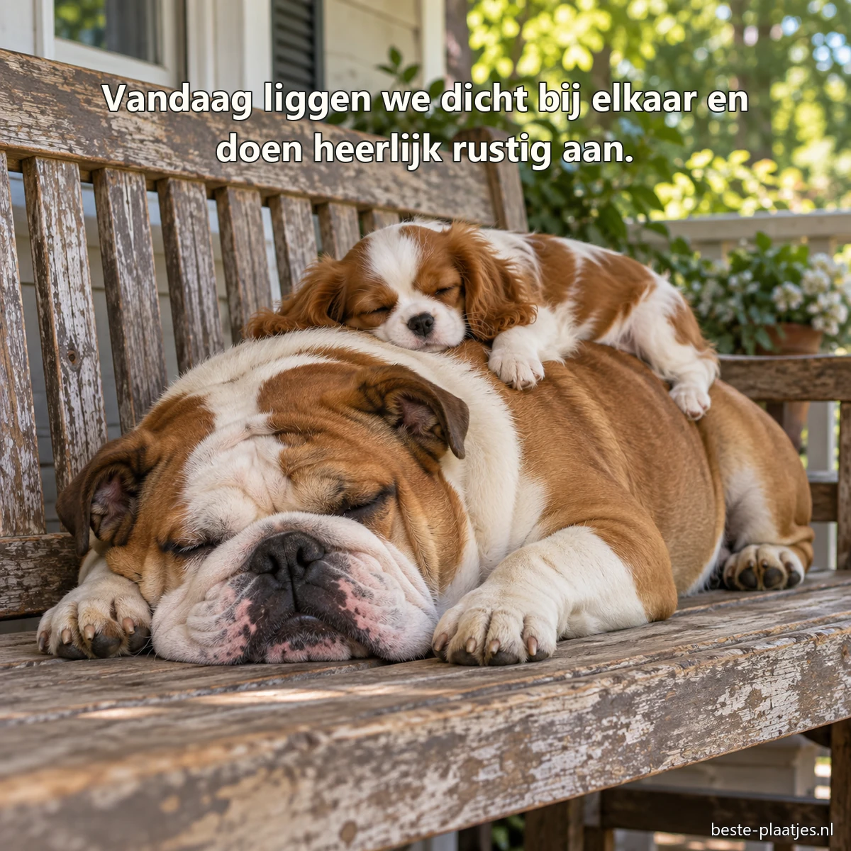Een kleine spanielpup slaapt boven op een rustige Engelse buldog.