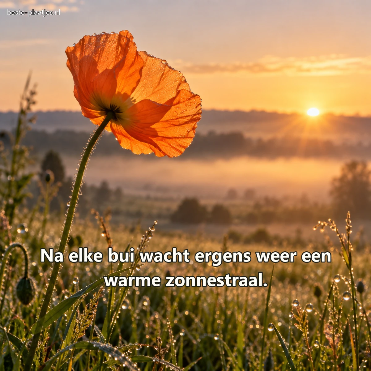 Een oranje klaproos vangt het eerste zonlicht boven een bedauwd veld.