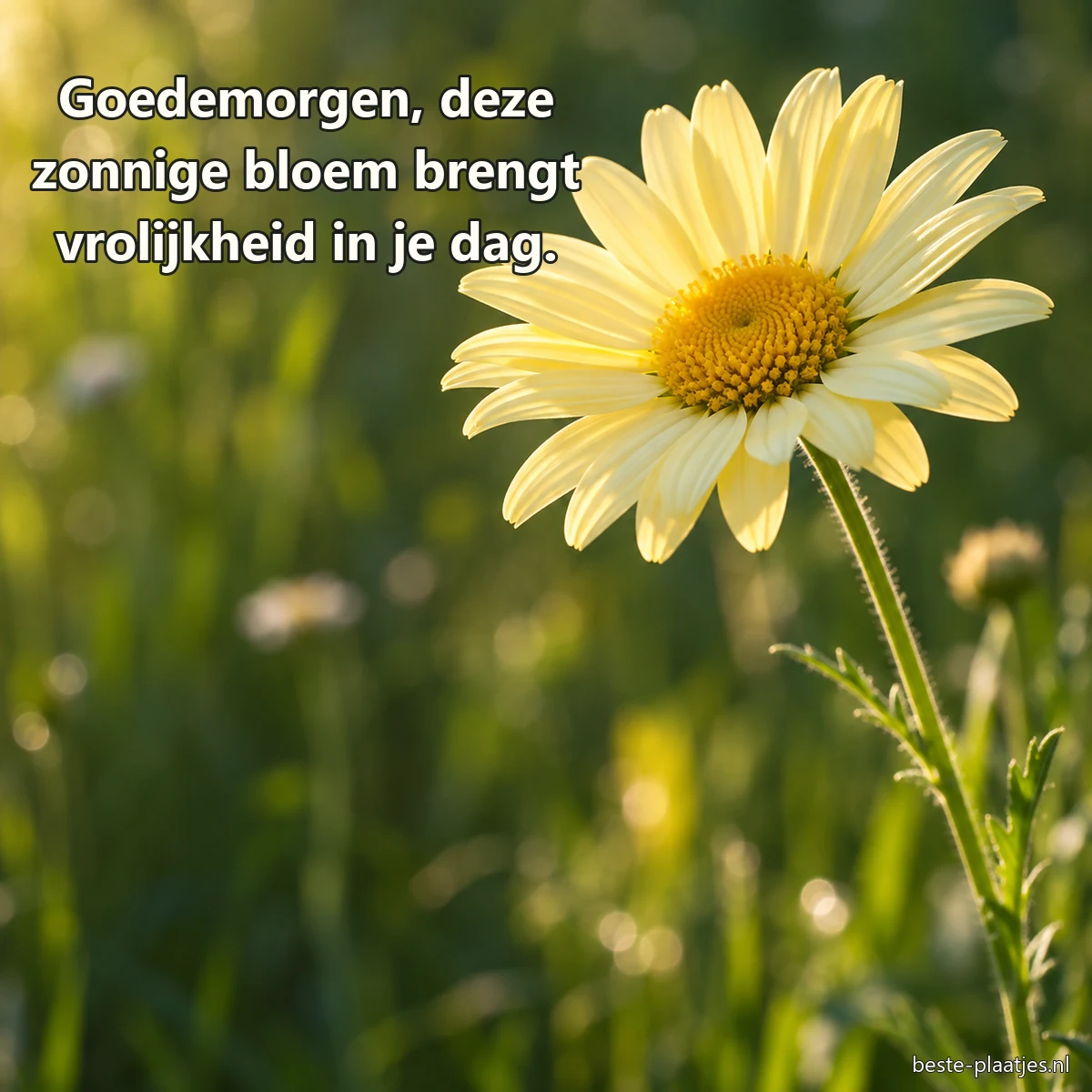 Een lichtgele margriet bloeit tegen een rustige groene achtergrond.